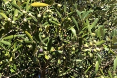 Eindrücke-Oliven-am-Baum-Bereit-zur-Ernte-1