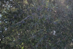 Eindrücke-Oliven-am-Baum-Bereit-zur-Ernte-11