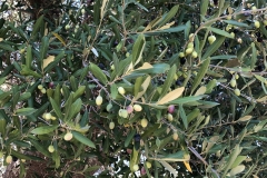 Eindrücke-Oliven-am-Baum-Bereit-zur-Ernte-3
