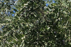 Eindrücke-Oliven-am-Baum-Bereit-zur-Ernte-9