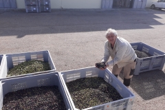 Ernte-Ölmühle-Annahme-der-Oliven-2