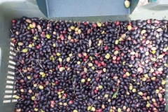 Ernte-Eindrücke-Das-Ergebnis-2