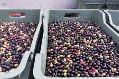 Ernte-Eindrücke-Das-Ergebnis-4