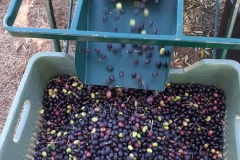 Ernte-Eindrücke-Das-Vorbereiten-4