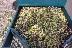 Ernte-Eindrücke-Das-Vorbereiten-7