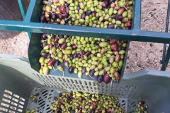 Ernte-Eindrücke-Das-Vorbereiten-9