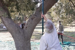 Ernte-Eindrücke-Oliven-schütteln-1