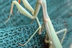 Erntehelferin-Europäische-Königsanbetterin-1