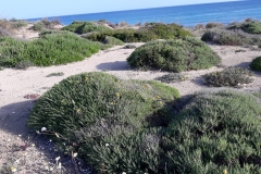 Mare-Ionio-Dune-di-sabbia-1