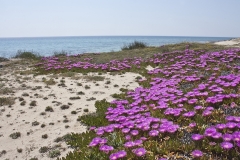 Mare-Ionio-Dune-di-sabbia-4