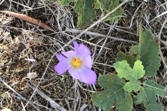 Blumen-1-Nach-10-Jahren-BIO