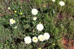 Blumen-Grande-Oliveto-1