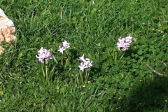 Hyazienden-Grande-Oliveto-1