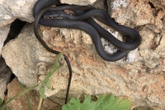 Karbonnatter-Eine-Pause-auf-den-warmen-Steinen