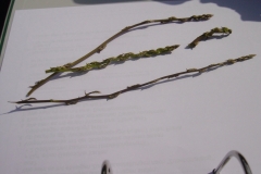 Natur-pur-40-Asparagi