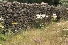 Wilde-Lilien-Nach-10-Jahren-BIO-1