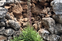 Wilde-Lilien-Nach-10-Jahren-BIO-5