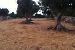 2016-07-Mähaktion-2