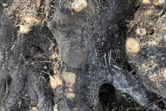 Vollendung-Oliveto-degli-Angeli-Luppis-schneiden-Arcangelo-Michele-8