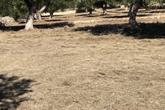 Vollendung-Oliveto-degli-Angeli-Mähen-Arcangelo-Raffaele-4