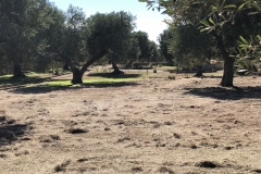 Vollendung-Oliveto-degli-Angeli-Mähen-Arcangelo-Raffaele-6