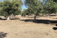 Vollendung-Oliveto-degli-Angeli-Mähen-Arcangelo-Raffaele-7