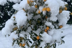 Schnee-in-Apulien-Winter-01-2021-2