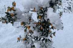 Schnee-in-Apulien-Winter-01-2021-3