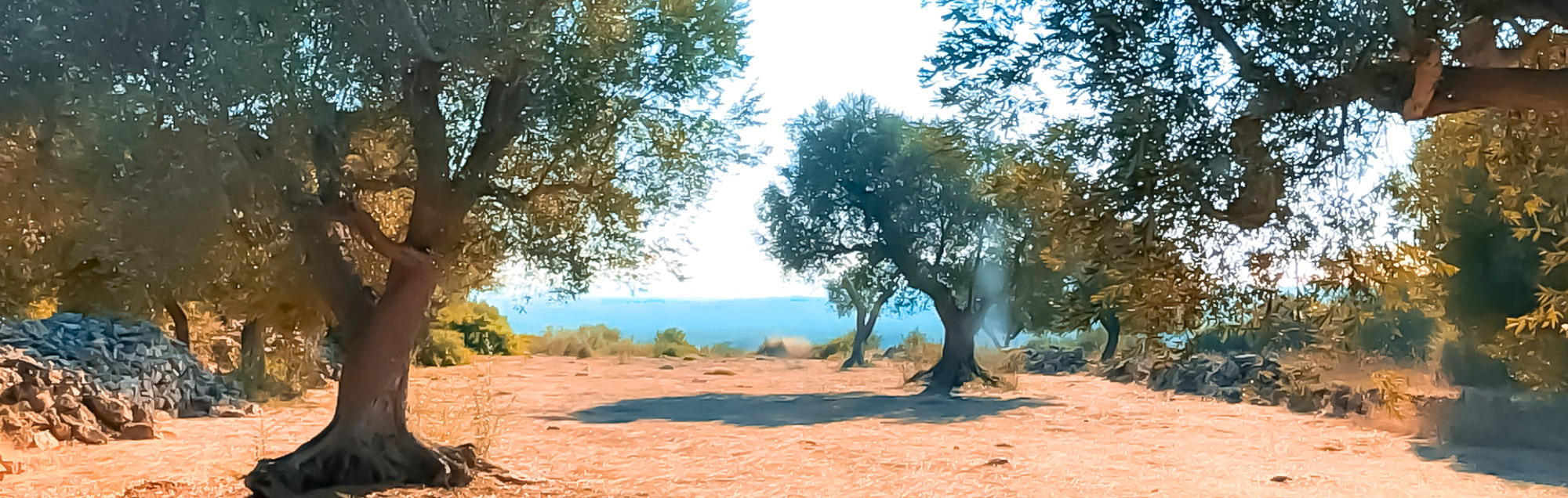 Oliveto degli Angeli